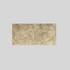 Silver birch white 100 x 50